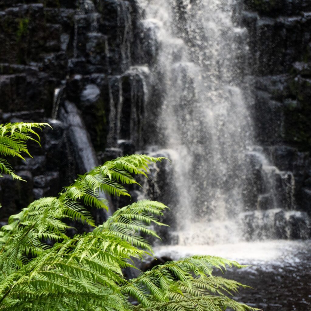 Fern in foreground with the dark, block rock formation and waterfall of Dip Falls in background