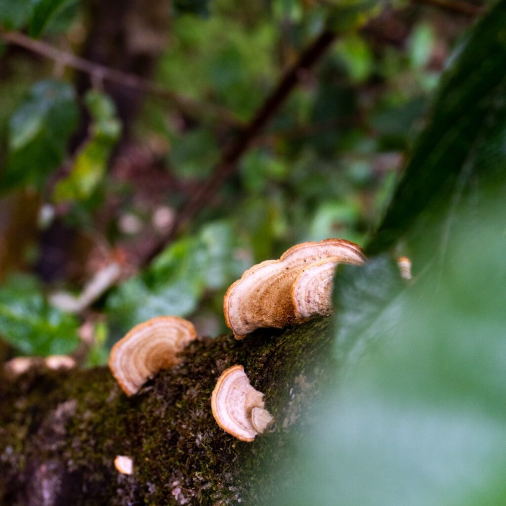 Mushrooms growing on side of tree