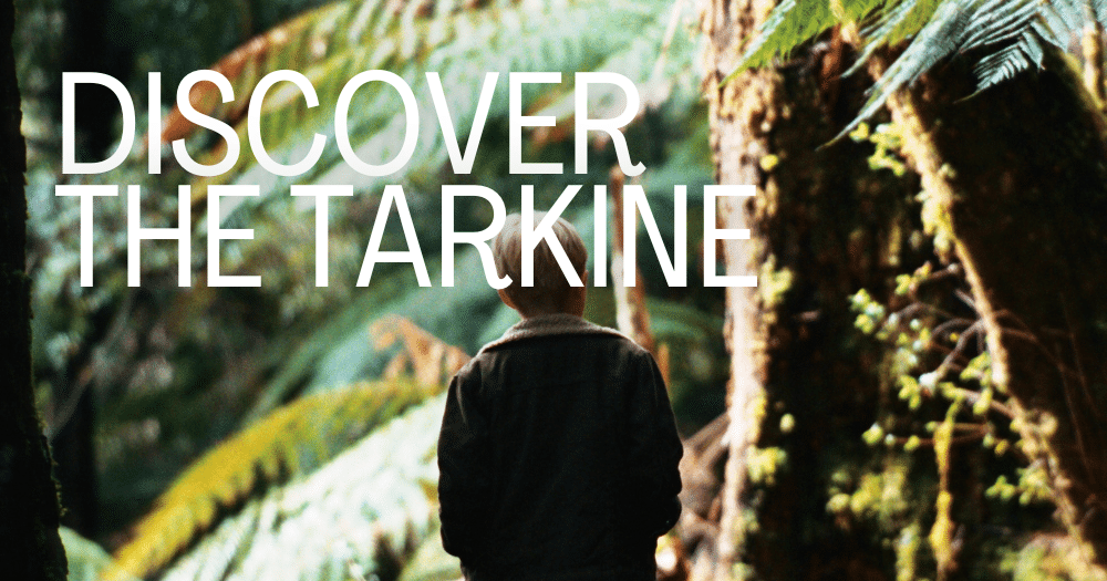 Young boy standing in the Tarkine rainforest with text 'Discover the Tarkine' overlayed